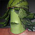 Second Image
